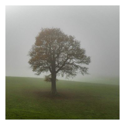 Misty Morning Tree Card