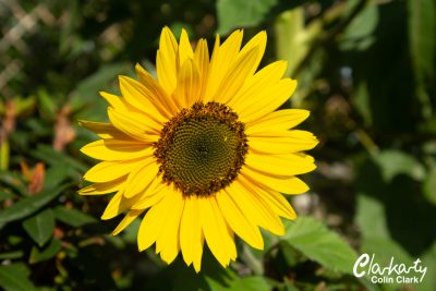 Garden sunflower